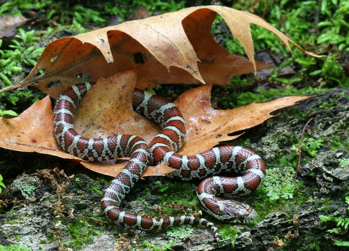 Eastern Milk Snake